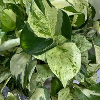 Scindapsus pictus 'Ivory Knight™' PPAF