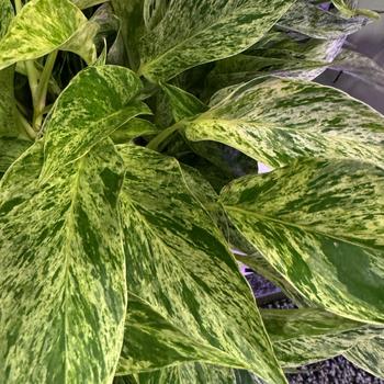 Scindapsus pictus 'Marble Prince™' PPAF