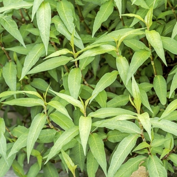 Persicaria odorata