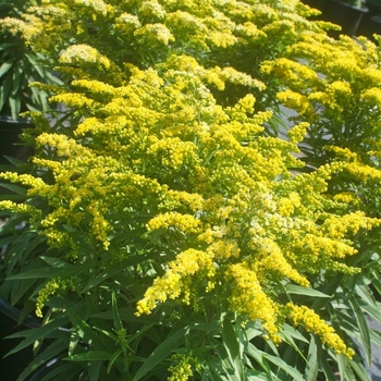 Solidago 'Sweety' PP11316