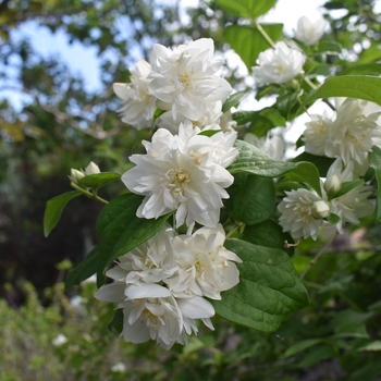 Philadelphus 'Miniature Snowflake' 