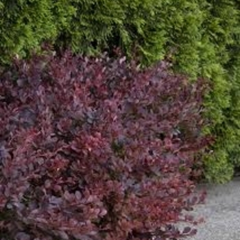 Berberis thunbergii 'Lava Nugget™' SMBTM PPAF