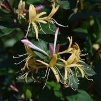 Lonicera japonica 'Purpurea' 