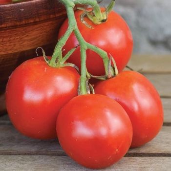 Solanum 'Stupice'