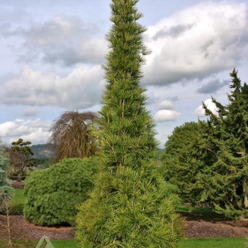 Sciadopitys verticillata 'Joe Kozey' 