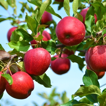 Malus domestica 'Stayman Winesap' 