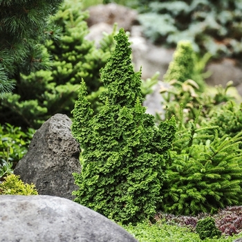 Thuja occidentalis 'IslPrim' 