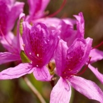 Rhododendron Northern Lights hybrid 'Lilac Lights' 
