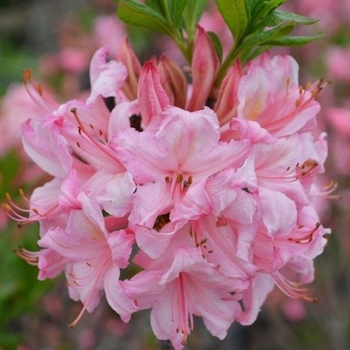 Rhododendron Northern Lights hybrid 'Candy Lights™' 