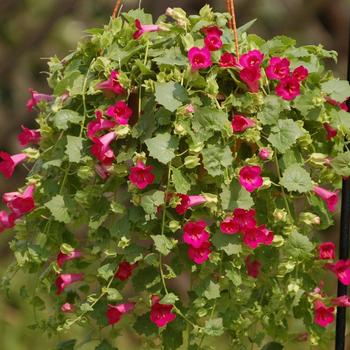 Lophospermum Lofos® 'Compact Rose' (281456)