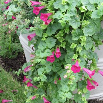 Lophospermum Lofos® 'Compact Rose' (281457)