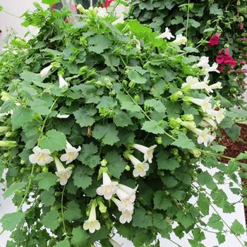 Lophospermum 'Compact White' 