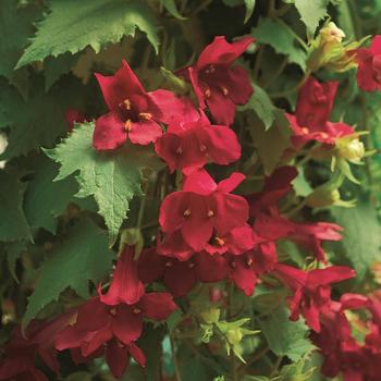 Lophospermum 'Sun-asaro' PP15532