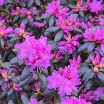 Rhododendron 'PJM Elite Star' 