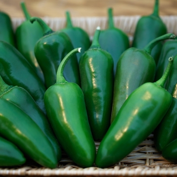 Capsicum annuum 'Megatron'