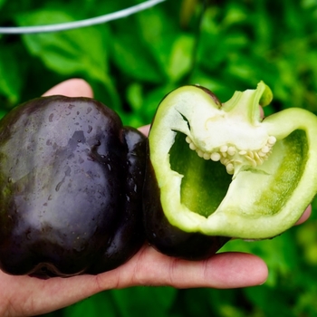 Capsicum annuum 'Purple Beauty' 