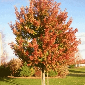 Acer x freemanii 'Sienna Glen®' 