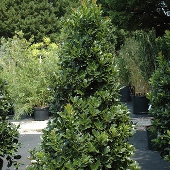 Ilex 'Conaf' USPP17399P