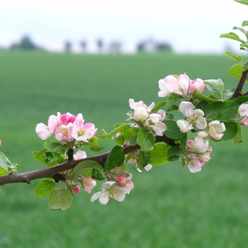 Malus '3-in-1' 