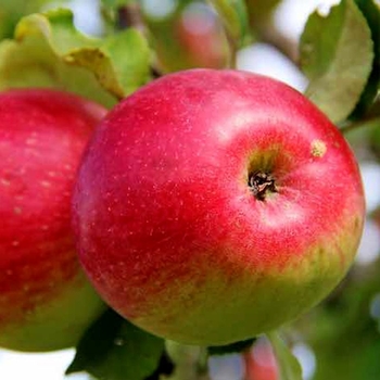 Malus 'Wealthy' 