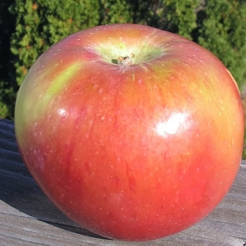 Malus domestica 'Wildung' 
