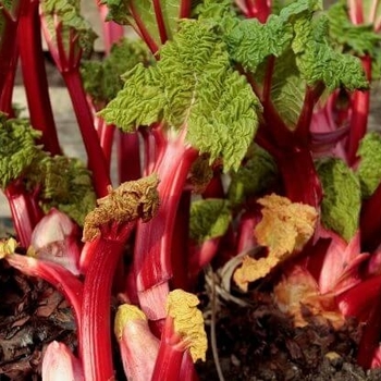 Rheum 'Chipman's Canada Red' 