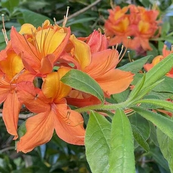 Rhododendron mollis