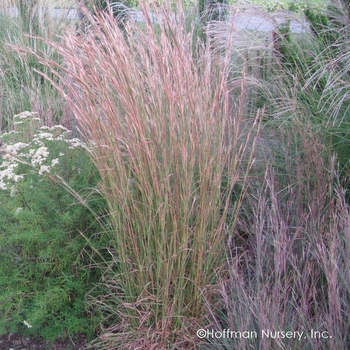 Andropogon virginicus