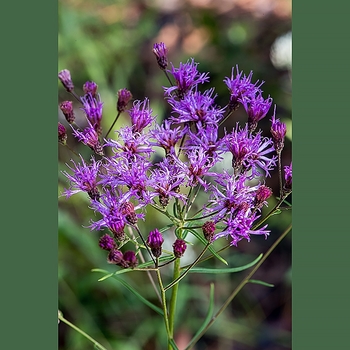 Vernonia angustifolia