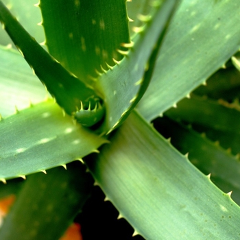 Aloe 