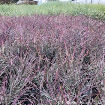 Schizachyrium scoparium 'Chameleon' 