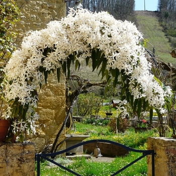 Clematis armandii 'Snowdrift' 