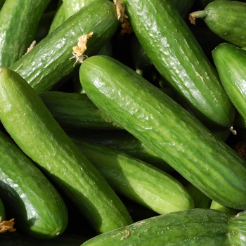 Cucumis sativus 'Muncher'