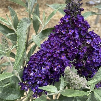 Buddleia davidii