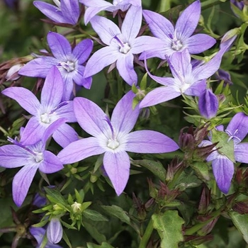 Campanula poscharskyana 'Purple Fountain' PP35481