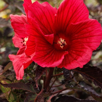 Hibiscus moscheutos 'Morello' PPAF