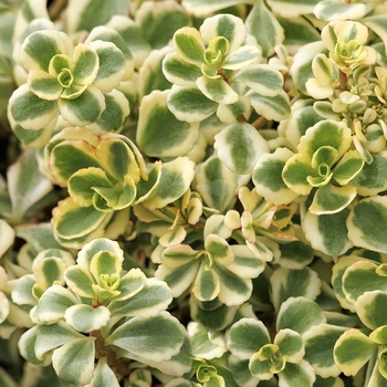 Sedum spurium 'TAT1801' PP33107
