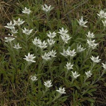 Leontopodium alpinum 'Berghman' PP29106