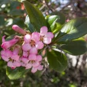 Escallonia x exoniensis 'Fradesii' 