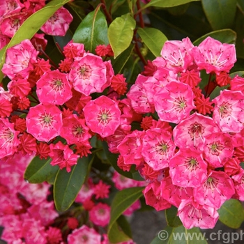 Kalmia latifolia 'Raspberry Glow' 