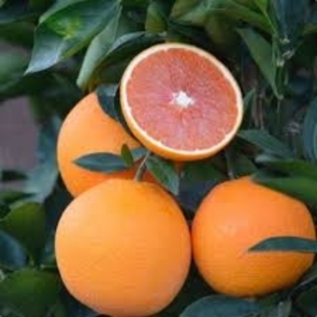 Citrus sinensis 'Cara Cara' 
