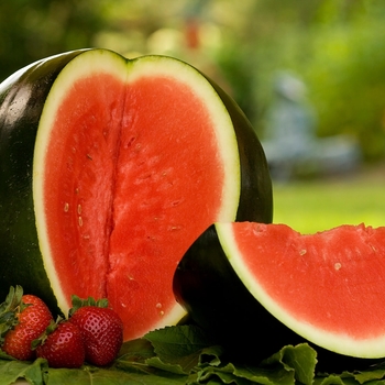 Citrullus lanatus 'Sugar Baby' 