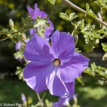 Alyogyne hakeifolia 'Santa Cruz' 