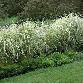 Miscanthus sinensis 'Bandwidth' 