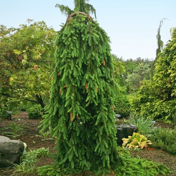Picea abies 'Aarburg'