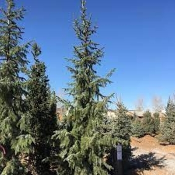 Picea omorika 'Sky Trails'