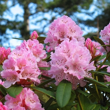 Rhododendron 'Christmas Cheer' 
