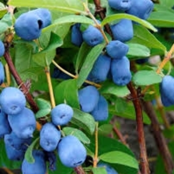 Lonicera caerulea 'Borealis' 