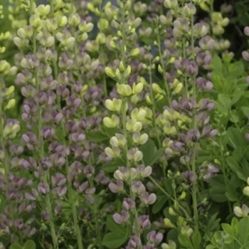 Baptisia 'Aurora'