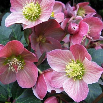 Helleborus 'COSEH 810' PP22350
